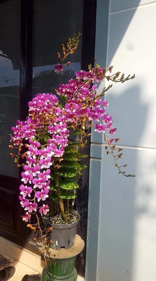 Hoa lan đồng tiền hồng