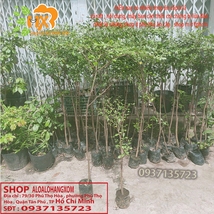 Cây bàng đài loan cao từ 70-90 cm