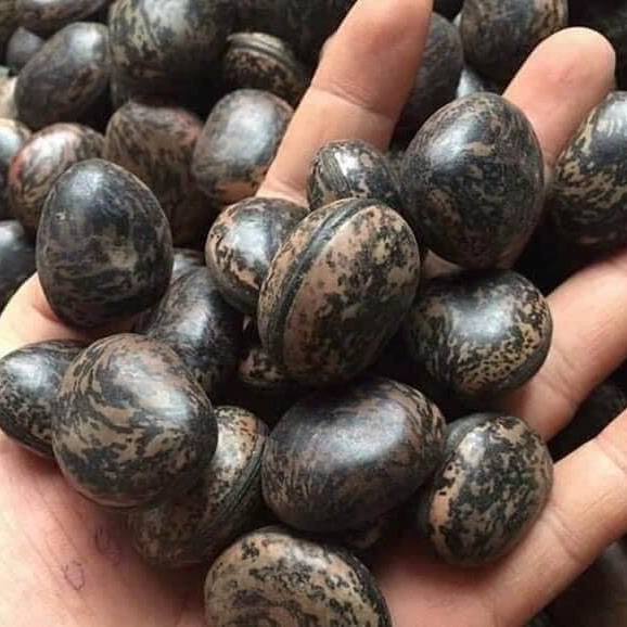 Combo 10 hạt đậu Lào hút độc