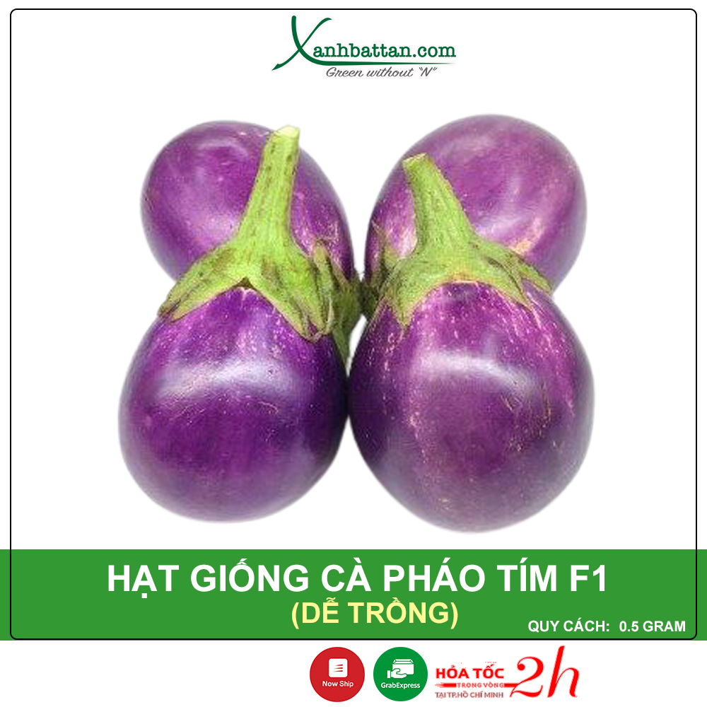 Hạt giống cà pháo tím phú nông dễ trồng nảy mầm cao gói 0.5 gram