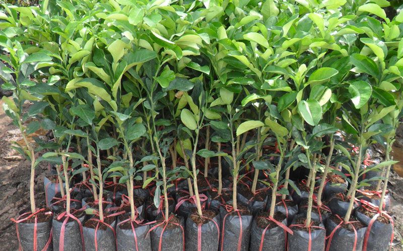 Cây bưởi năm roi giống