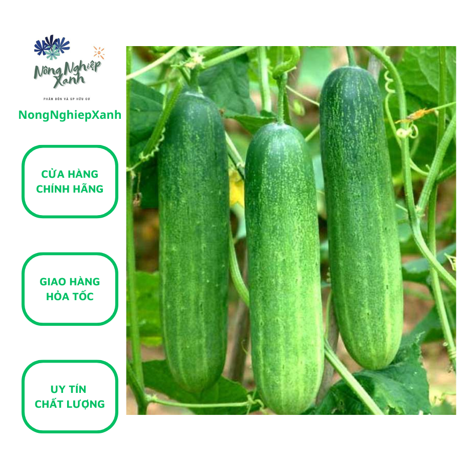 Hạt Giống Dưa Leo F1 Dễ Trồng NongNghiepXanh, hat giong sach thuy canh, thuy sinh