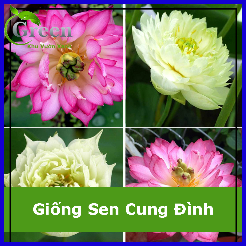 Hạt giống sen cung đình chất lượng f1