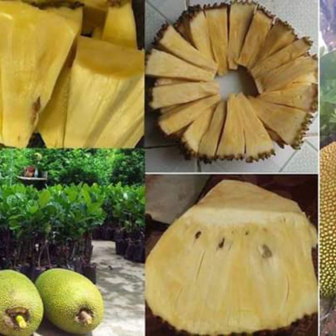 cây Mít không Hạt