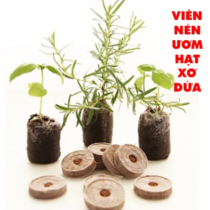 Viên nén ươm hạt giống cây trồng  bằng xơ dừa giúp giảm thời gian gieo hạt tăng tỷ lệ nảy mầm của cây non