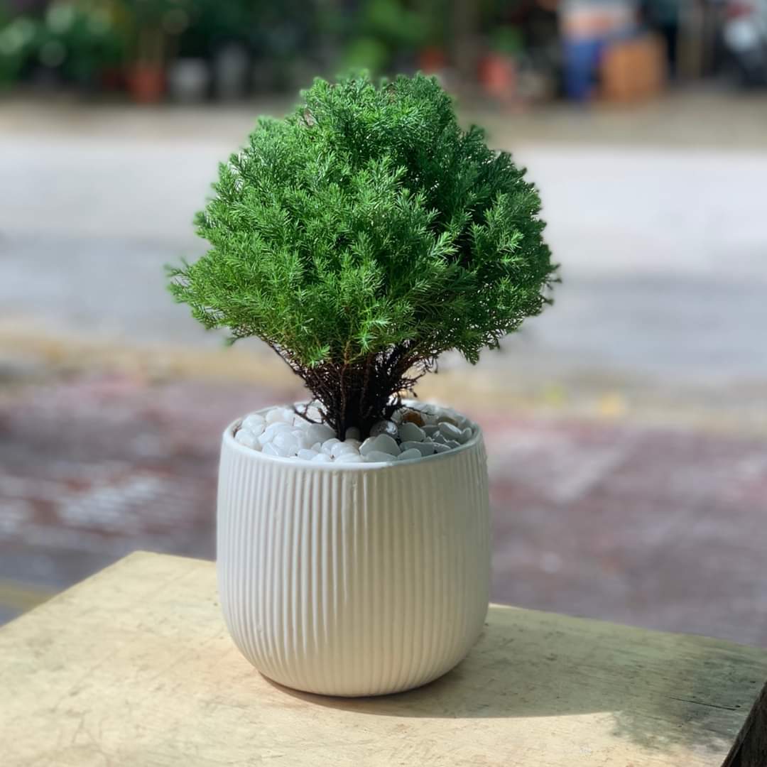 tùng bồng lai mix CHẬU