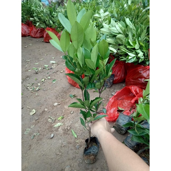 Cây giống cherry brazill cao 60-80cm