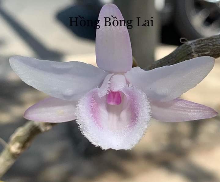 Phi điệp hồng bồng lai gieo hạt năm 2 khỏe mạnh - vườn lan kiên anh hbl