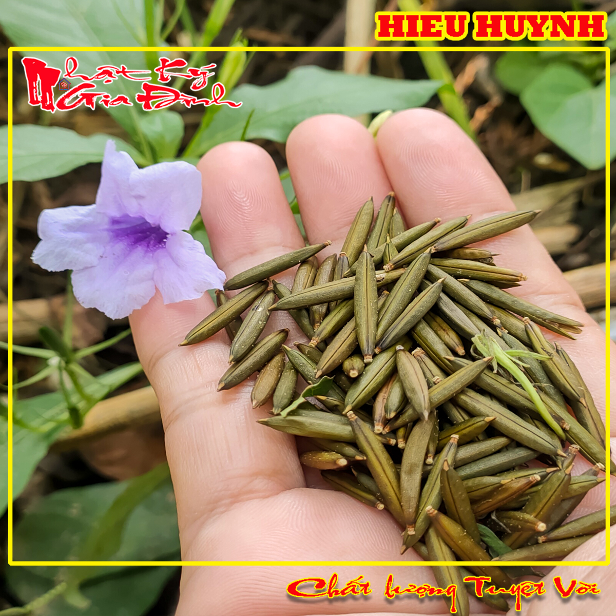 Hạt Giống 30 Trái Sâm Đất trái củ tanh tách tuổi thơ