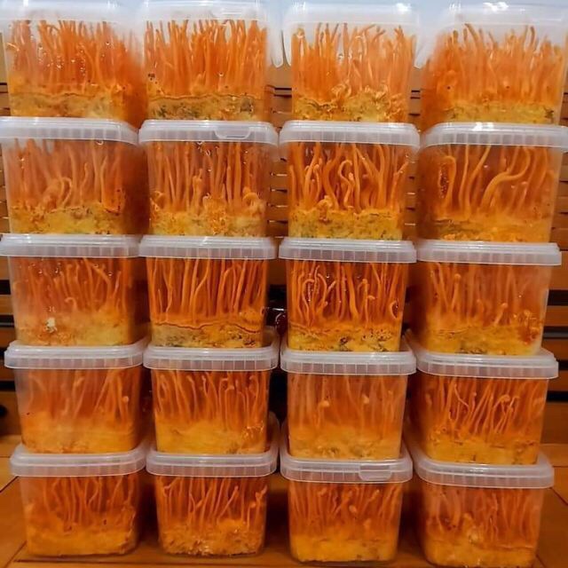 Combo 4 hộp - đông trùng hạ thảo tươi hộp 200g