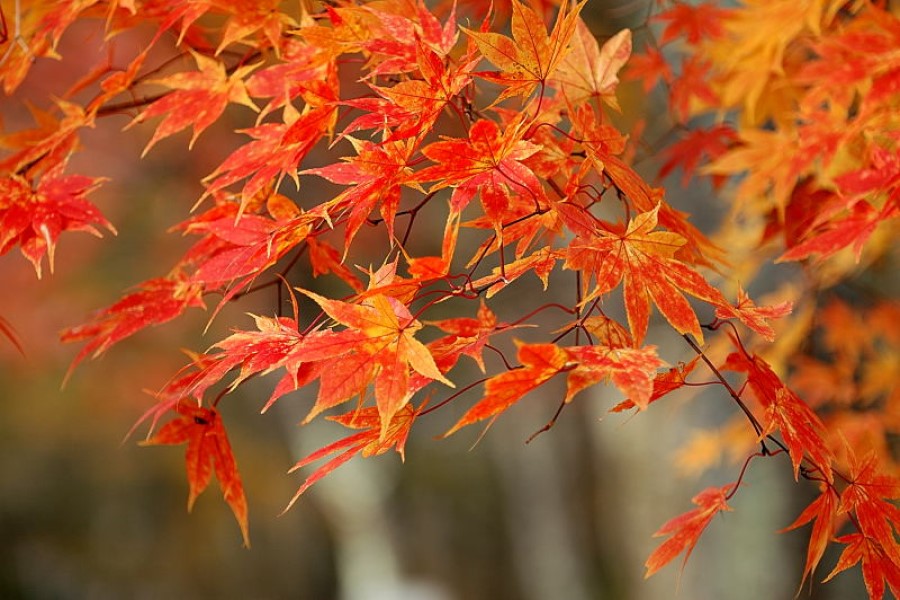 [HCM]Hạt giống cây  phong lá đỏ bonsai  nhật bản - Tặng gói hạt ngẫu nhiên