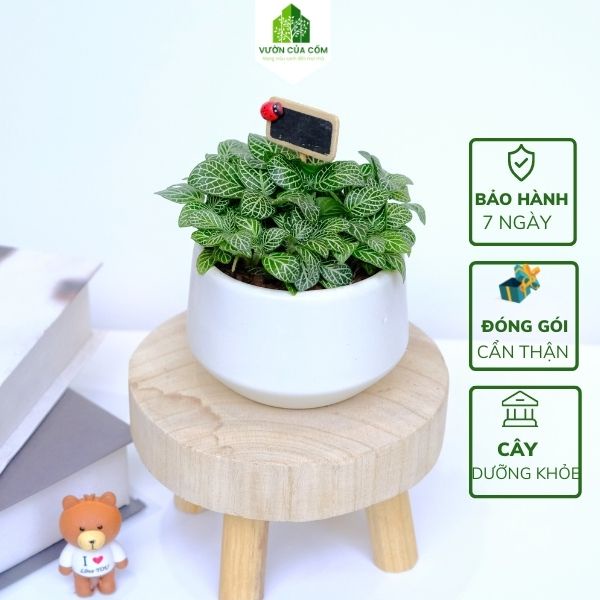 Cây cẩm nhung xanh bụi to kèm chậu sứ trắng mang lai may mắn cho gia chủ