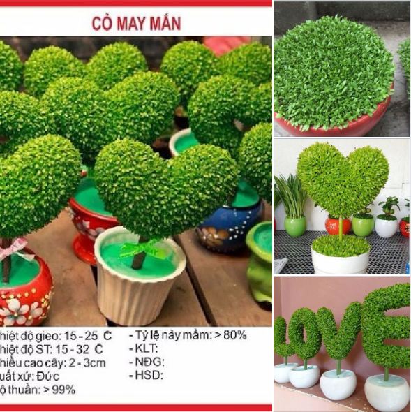 "Gói 100 Hạt " Hạt Giống Cỏ May Mắn