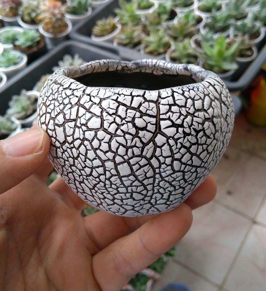 Chậu trồng cây cảnh: Mẫu sứ tròn rạn