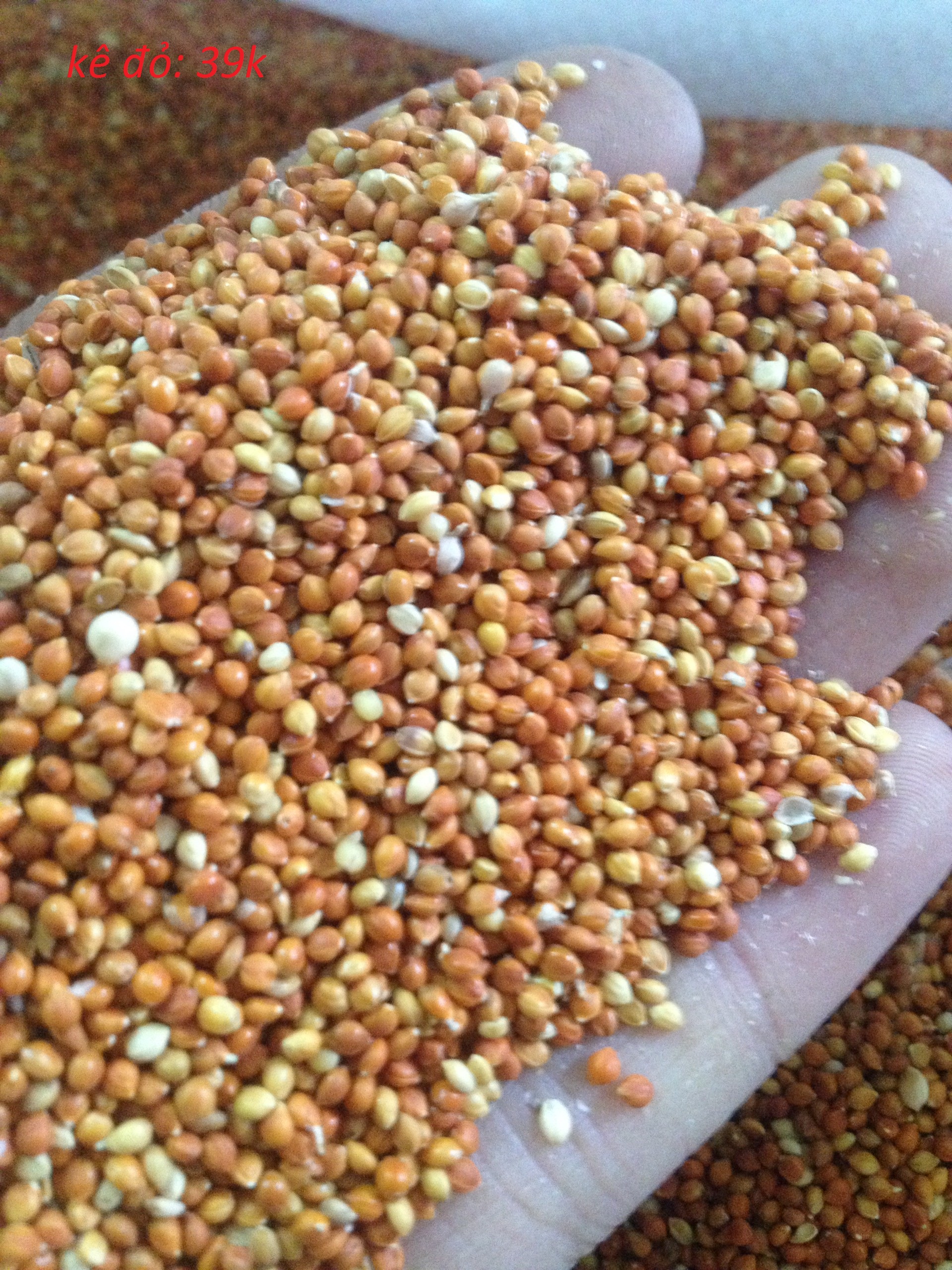 hạt kê đỏ thức ăn cho vẹt - yến phụng