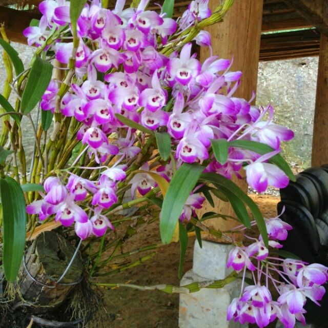 Nguyên chậulan hoàng thảo đùi gà trồng thuần, hoa nở tết, siêu đẹp