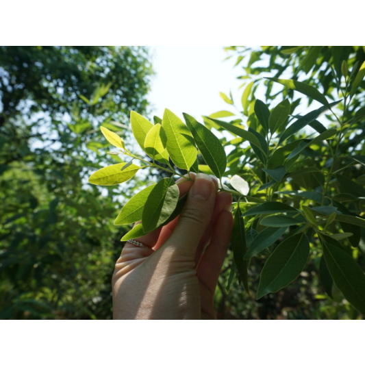 Cây giống đàn hương trắng Ấn độ