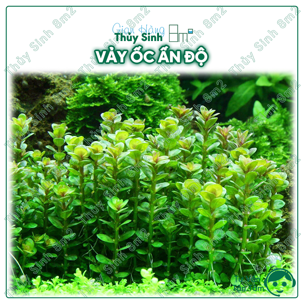 Cây vảy ốc ấn độ cây thủy sinh trung cảnh, cắt cắm | 8m2