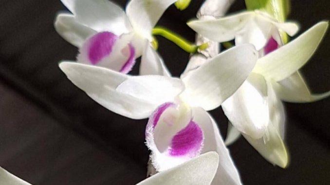 Mặt trời bangkok cây giống