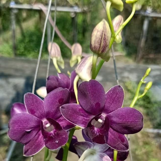 Denro nắng ngọc trai đen