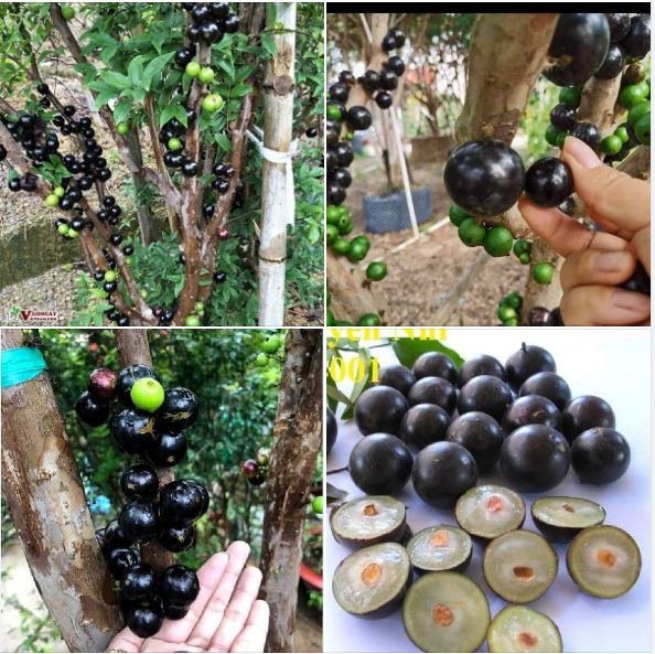 Hạt giống cây nho thân gỗ - ( gói 5 hạt - Kèm 5 viên nén xơ dừa ươm hạt )