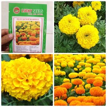 Hạt giống hoa cúc vạn thọ mỹ - 50 hạt