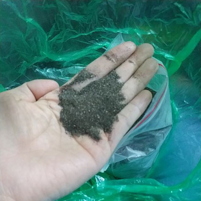 Hạt giống cây nhân trần - rau củ quả trồng tại vườn, sân thượng, nông trang, ban công