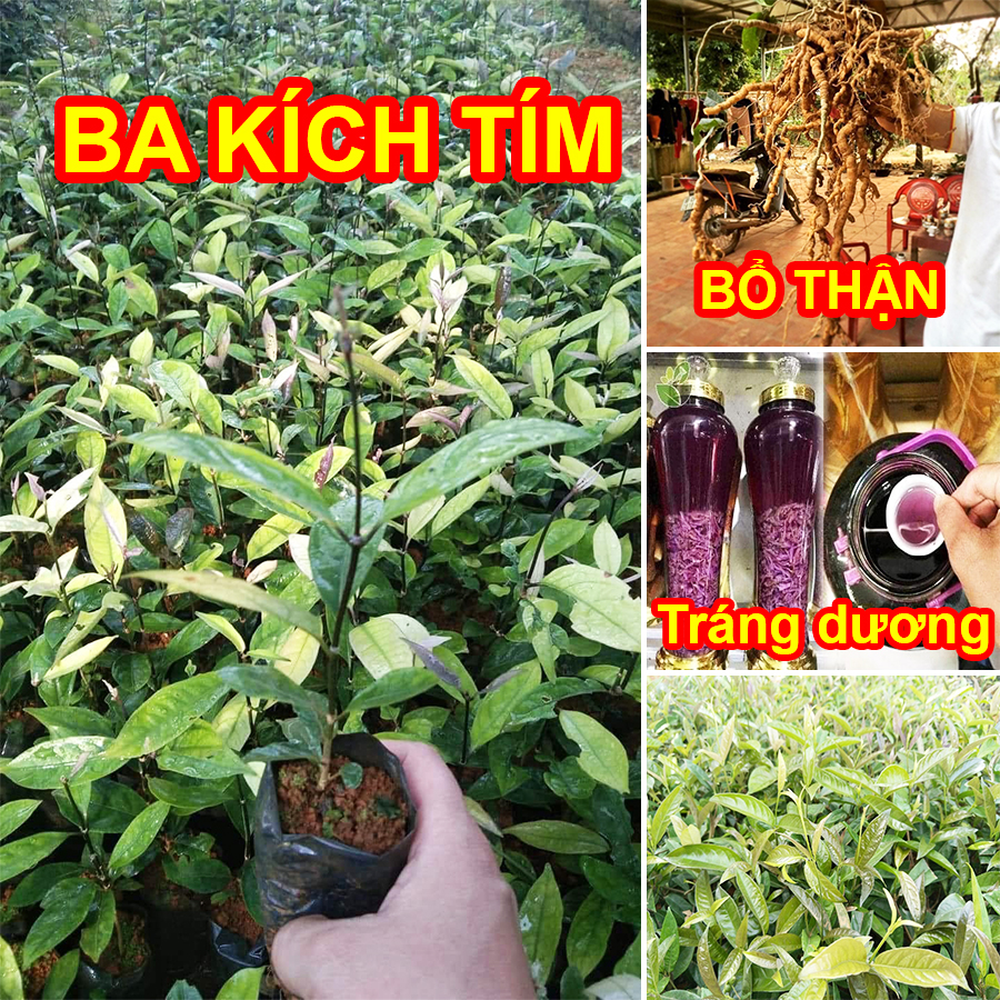 Cây giống ba kích tím bổ thận, tráng dương