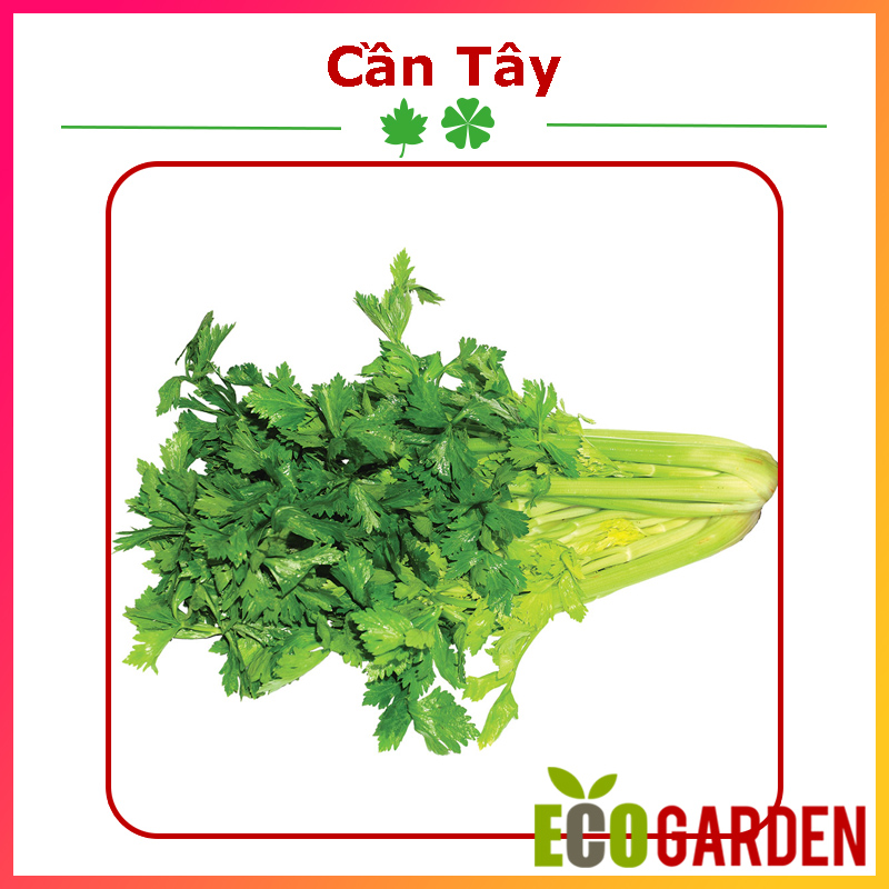 Hạt Giống Cần Tây Thera