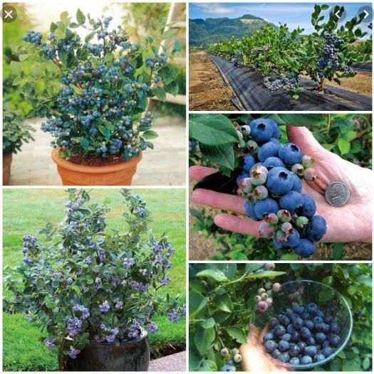 (FREESHIP Từ 50K) cây việt quất tứ quý gửi đi nguyên bầu