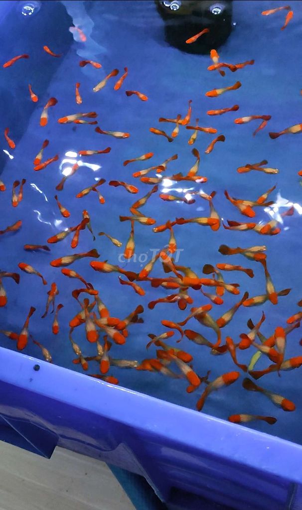 Cám thái - Koi red ear full 2 tay