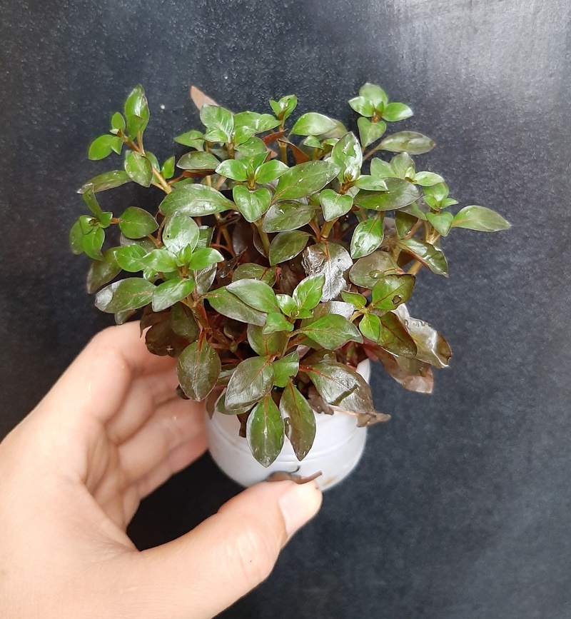 Cây thủy sinh trang trí bể cá: Diệp tài hồng lá táo, cốc 12 -  15 cây lá cạn, cây đã có rễ