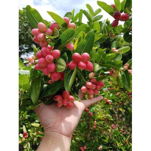 combo 2 cây siro giống