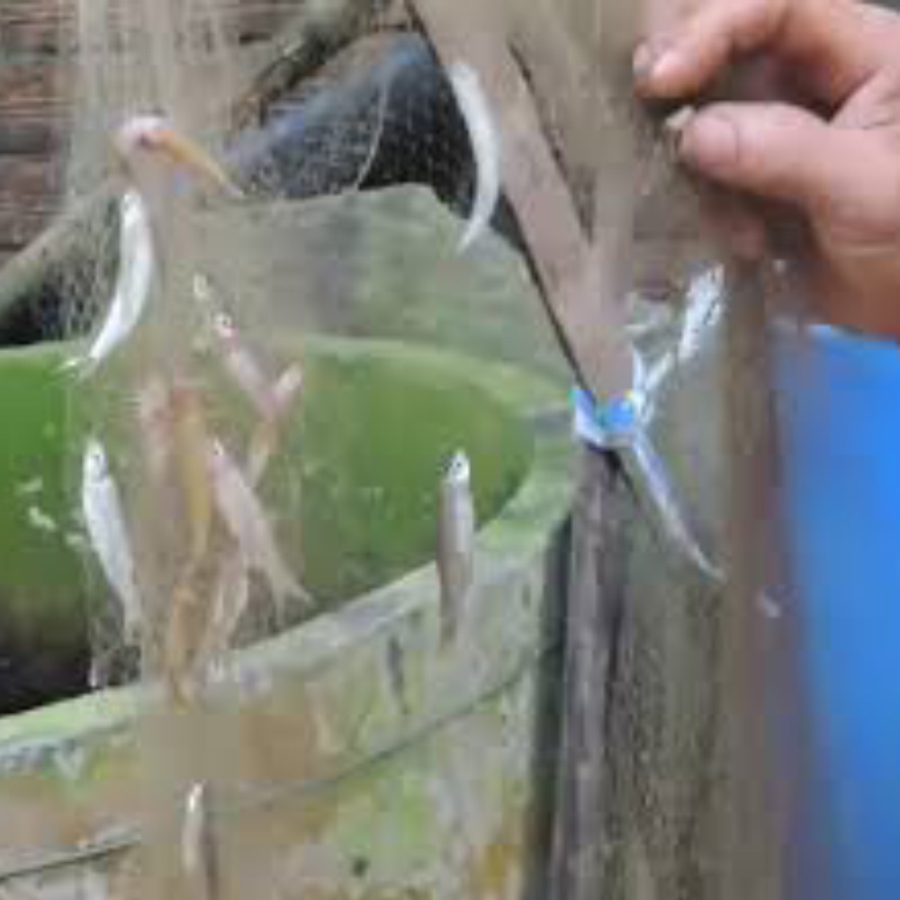 Lưới Đánh Cá Lòng Tong, Cá Nhỏ - Chiều Cao 1 Mét - Dài 60 mét- Mắt 1.cm