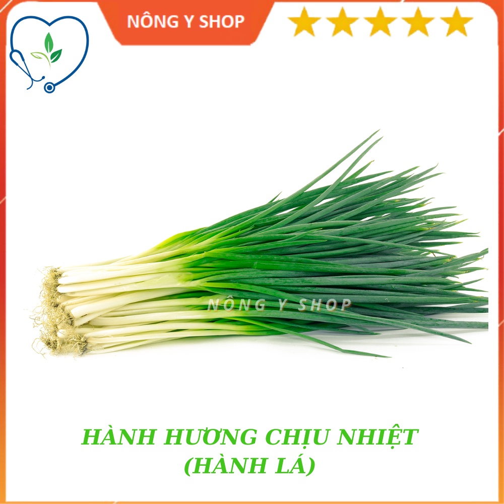 Hạt giống hành lá - hành hương chịu nhiệt Rạng Đông, hành lá gốc tím
