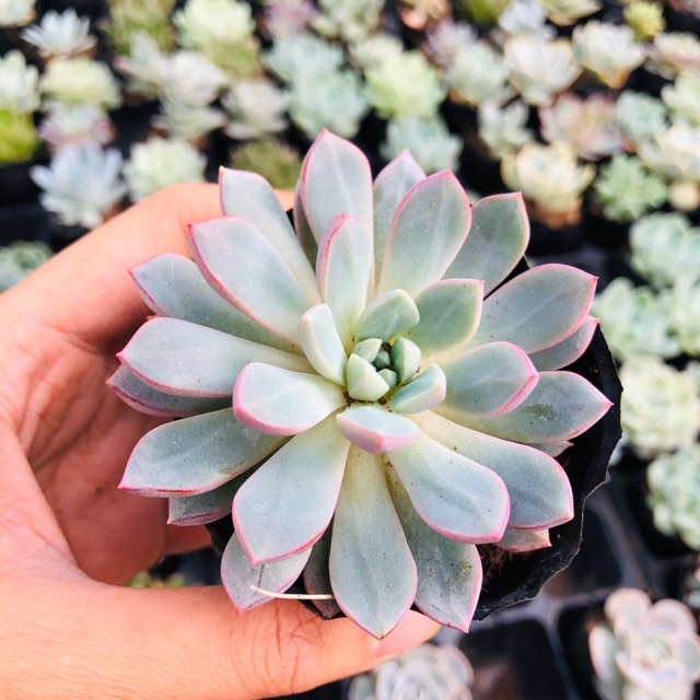 Sen đá ruby tím-sim tím (hàng hiếm-new)