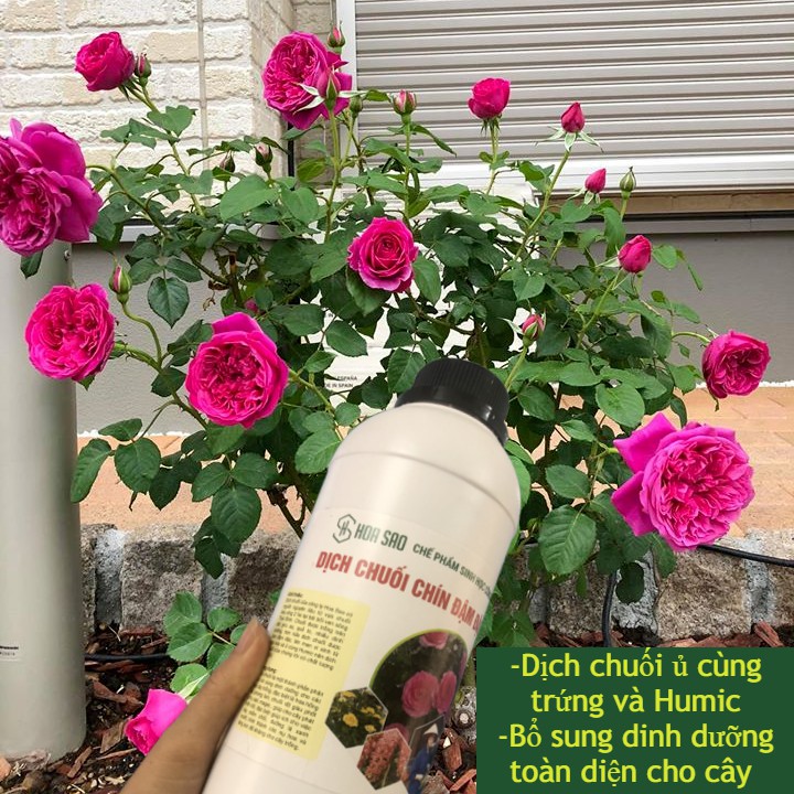 { } Dịch chuối chín đậm đặc ủ cùng trứng và Humic