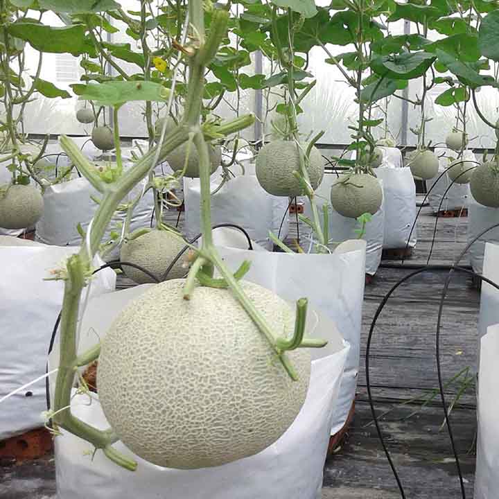 Hạt giống Dưa lưới ruột vàng - Gói 20 hạt