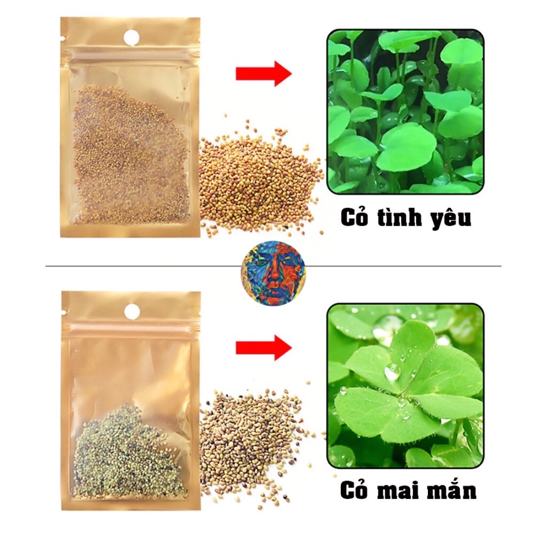 Hạt giống thuỷ sinh cỏ tình yêu và cỏ may mắn