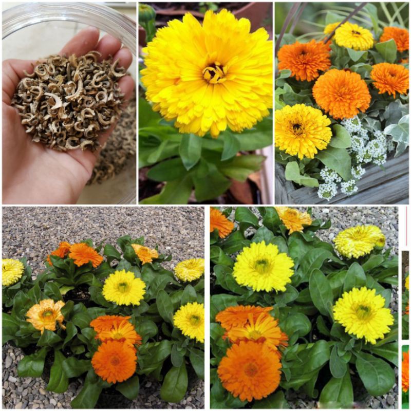 50 hạt giống hoa cúc si mix