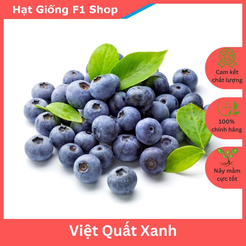 Hạt Giống Cây Việt Quất Xanh Chất Lượng F1 (30H) (213.F1)