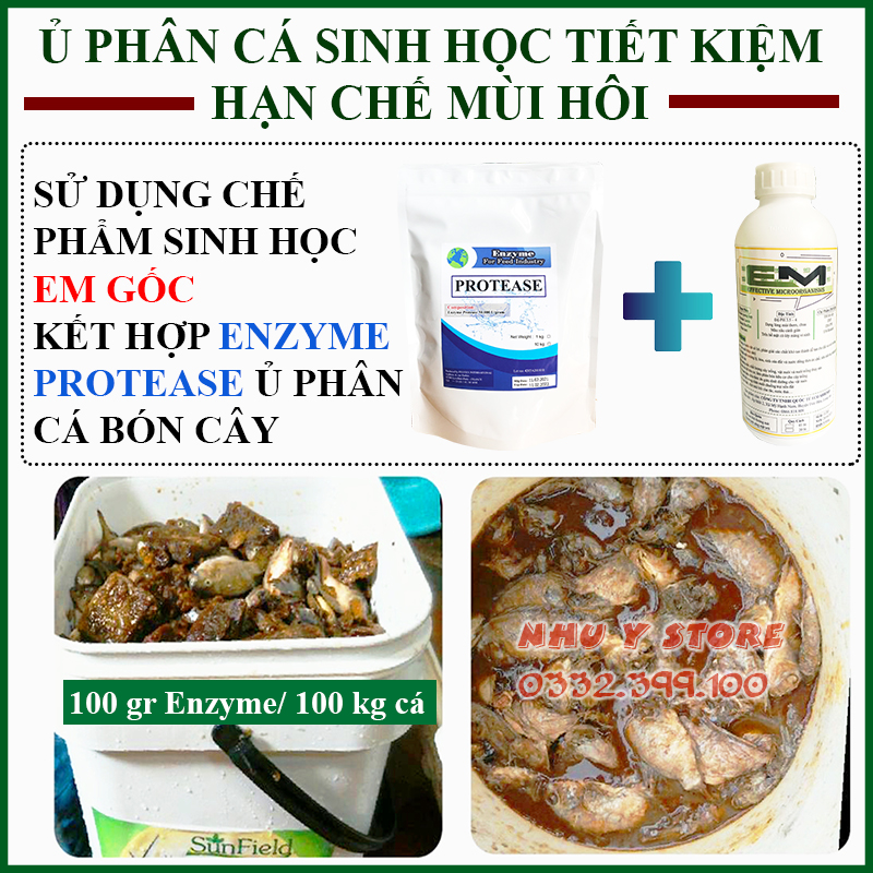 Enzyme protease và chế phẩm sinh học em gốc ủ phân cá nhanh và giảm mùi hôi