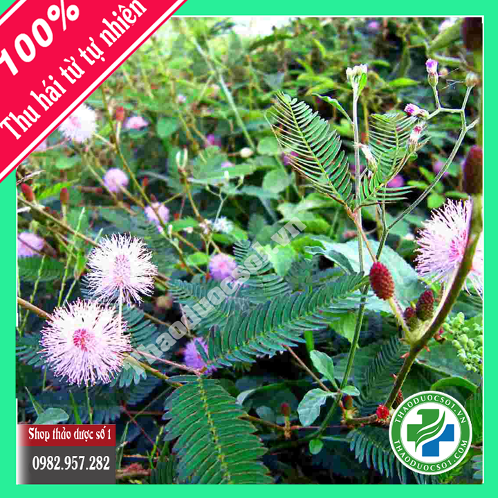 Cây xấu hổ đỏ khô - 1kg