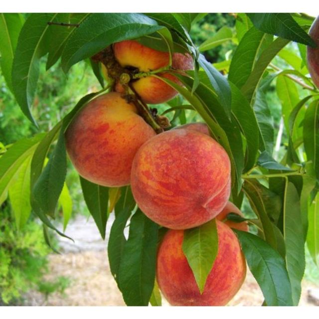 Cây giống đào tiên nhật bản