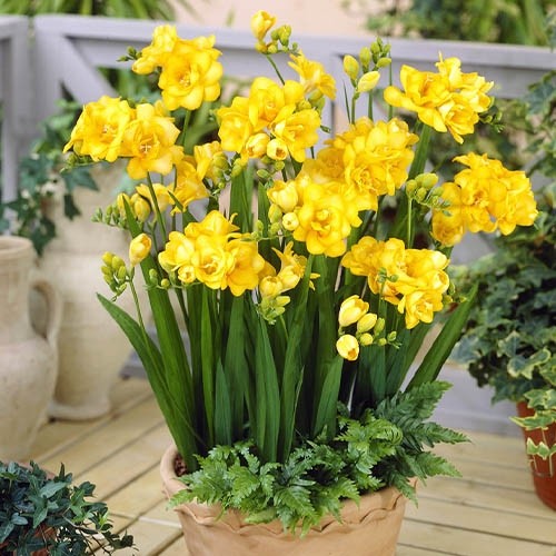 Củ giống hoa lan nam phi hoa màu vàng ( 1 củ kèm 1 viên nén ươm củ )