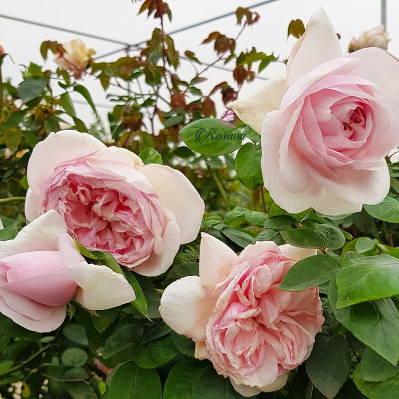 Hồng cổ Vân Khôi, cây giống khỏe đẹp