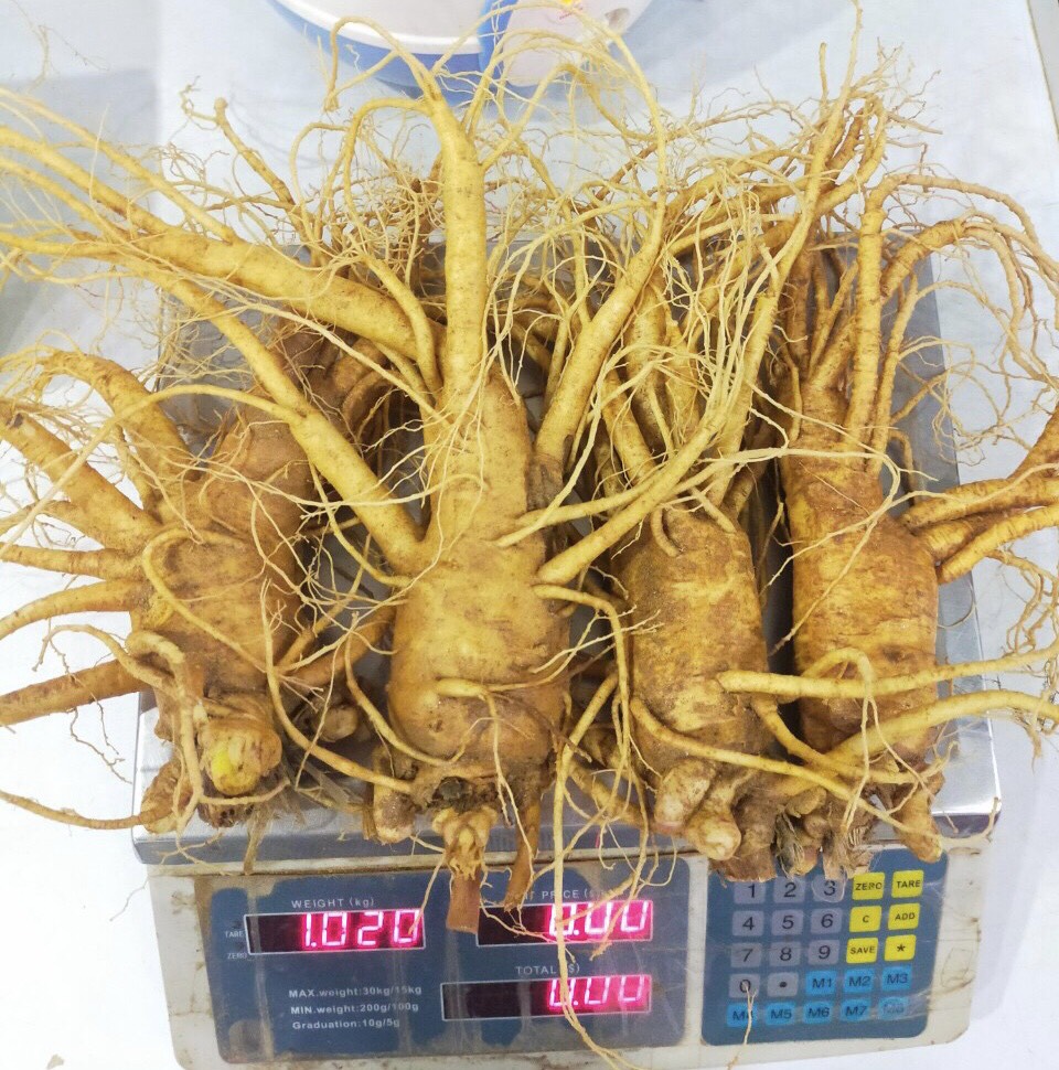 Sâm tươi hàn quốc 6 năm tuổi 4 củ- 1 kg, chống mệt mỏi, nhân sâm tươi hàn quốc, sâm tươi ngâm mật ong, sâm tươi hầm gà, sâm yến 3a