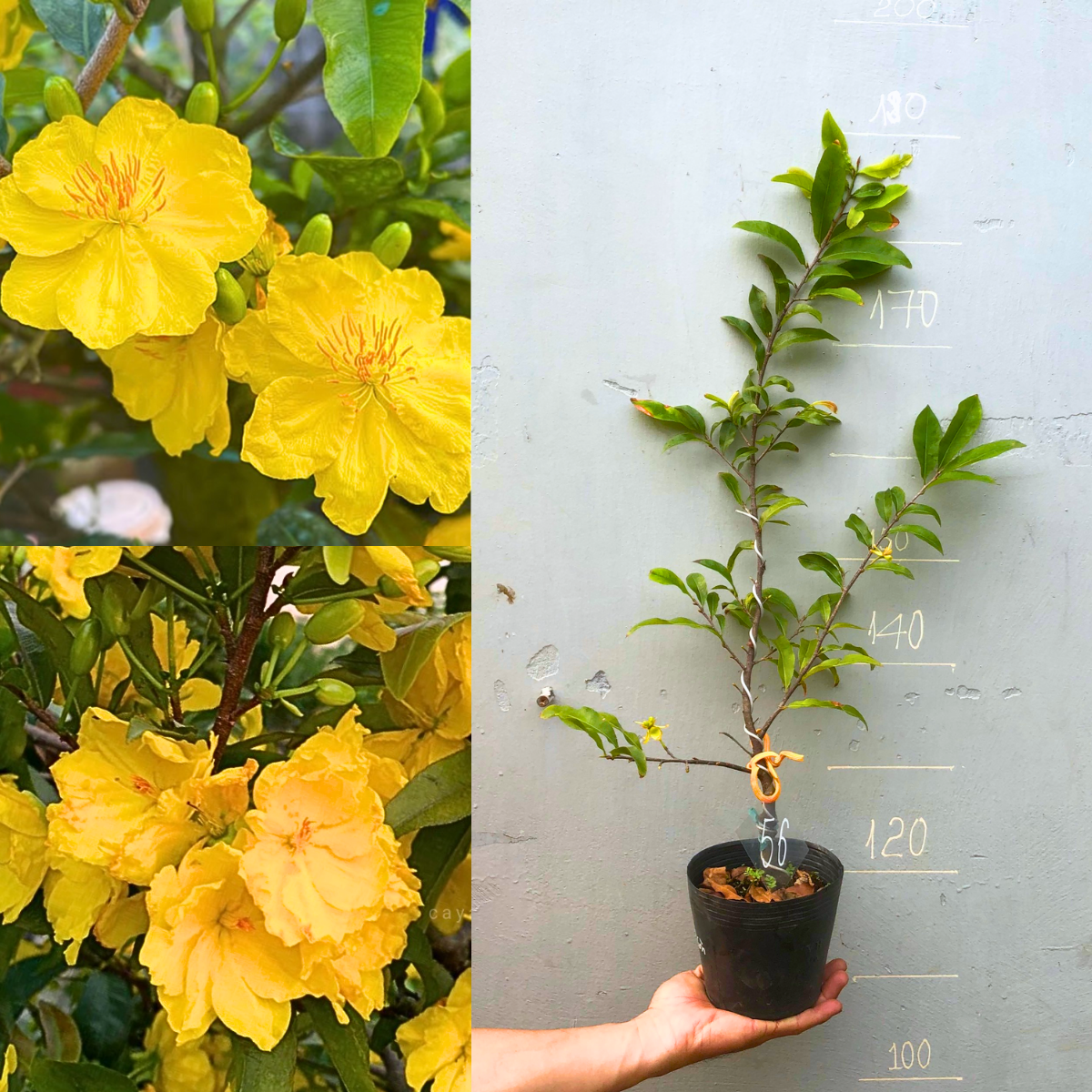 Cây giống hoa mai Siêu Bông Sài Gòn chuẩn giông, gốc ghép ổn định