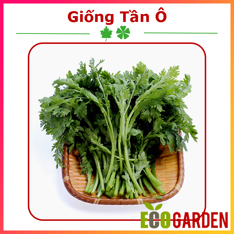 Hạt giống rau tần ô cải cúc tẻ 20 gam