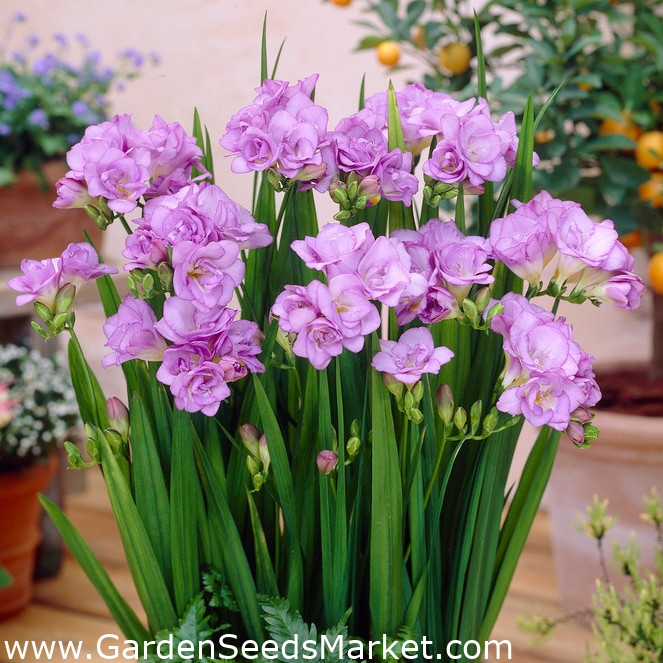 Củ giống hoa lan nam phi hoa màu tím - tặng kèm 1 viên nén ươm củ